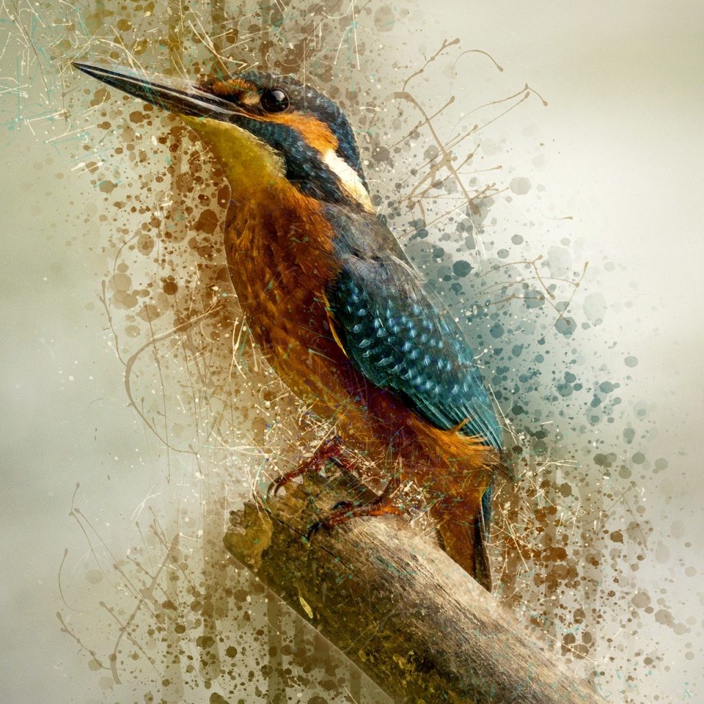 alcedo atthis, common kingfisher, bird